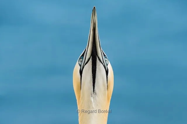 Nature sauvage. Fou de bassan. Regard. Gaspésie. Ile Bonaventure. Faune du Québec - Regard Boréal