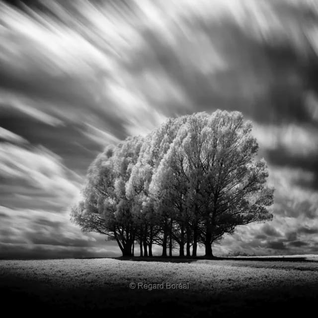 Paysage du Québec. Noir et blanc. Mouvement. Minimalisme. Été au Québec. Champ. Monochrome. Ile d'Orléans - Regard Boréal