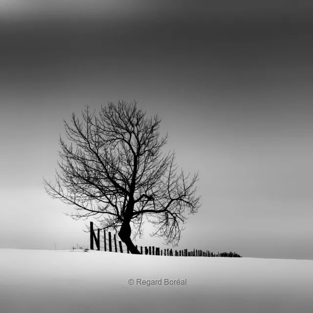 Paysage du Québec. Noir et blanc. Arbre. Minimalisme. Neige. Hiver au Québec. Champ. Clôture. Scène hivernale. Monochrome - Regard Boréal