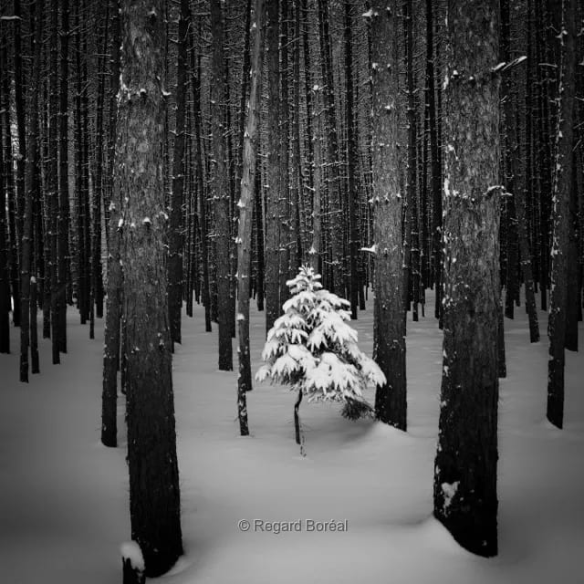 Paysage du Québec. Noir et blanc. Arbre. Minimalisme. Neige. Hiver au Québec. Forêt. Solitaire. Mont-Tremblant. Scène hivernale. Monochrome. Décembre - Christopher Méthot - Regard Boréal
