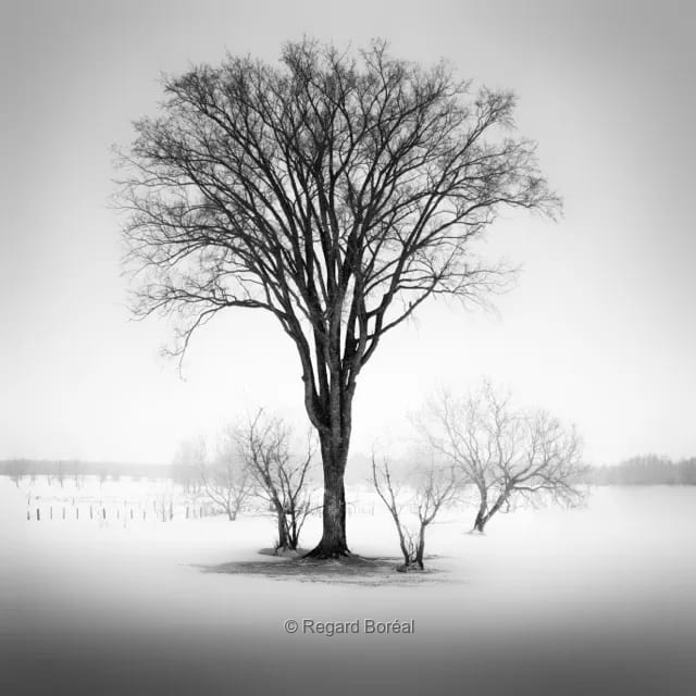 Paysage du Québec. Noir et blanc. Arbres. Minimalisme. Neige. Hiver au Québec. Champ. Ile d'Orléans. Scène hivernale. Monochrome - Regard Boréal
