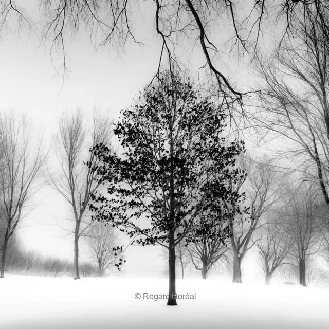 Paysage du Québec. Noir et blanc. Arbres. Minimalisme. Neige. Hiver au Québec. Forêt. Plaines d'Abraham. Scène hivernale. Monochrome - Regard Boréal