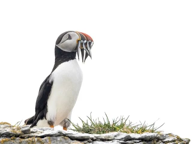 Faune du Québec. Oiseau. Nature sauvage. Ile Mingan. Été au Québec. Exploration. Côte-Nord - Regard Boréal
