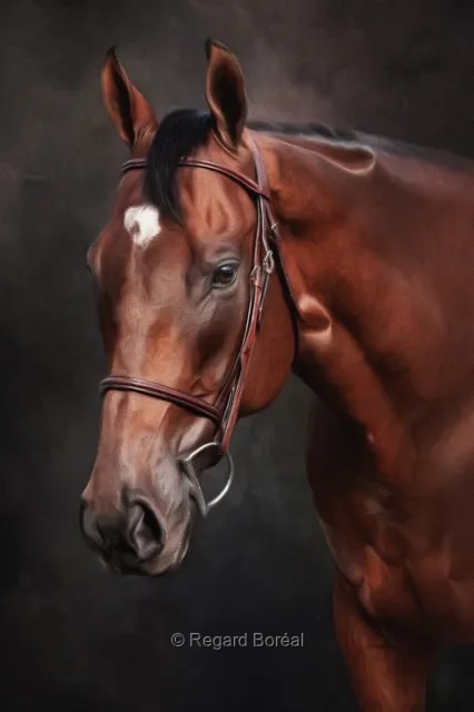 Cheval, Encolure, Équine. Équitation. Animal. Élevage. Quarter Horse. Équidé - Regard Boréal