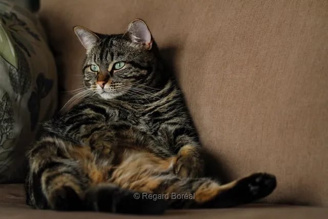 Chat. Félin. Observation. Tigré. Moustache. Paresseux. Assis sur un sofa - Regard Boréal