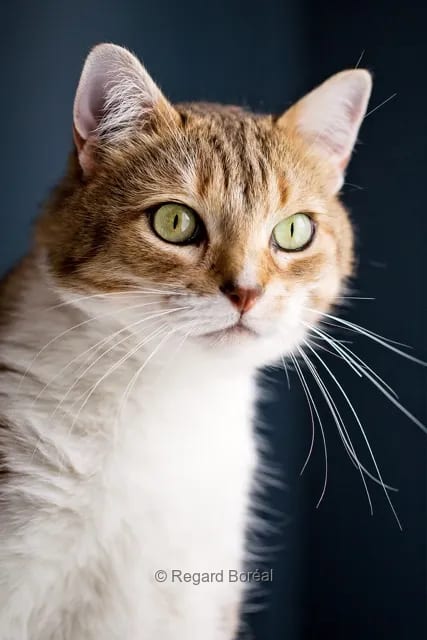 Chat. Félin. Observation. Tigré. Moustache. Curieux - Regard Boréal