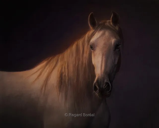 Cheval. Équine. Animal. Crinière. Élevage. Théâtre équestre. Jument. Équidé - Regard Boréal