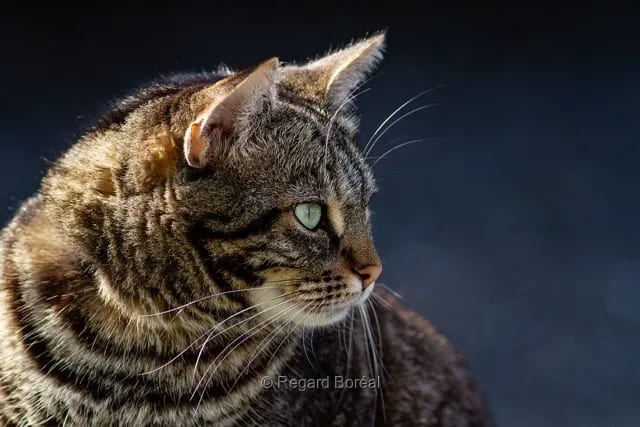 Chat. Félin. Observation. Tigré. Moustache. Curieux - Regard Boréal