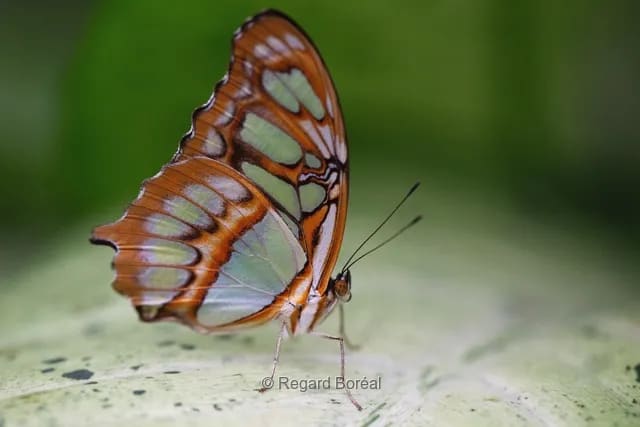 Papillon. Insecte. Nature sauvage. Jardin. Ailes. Plante - Regard Boréal