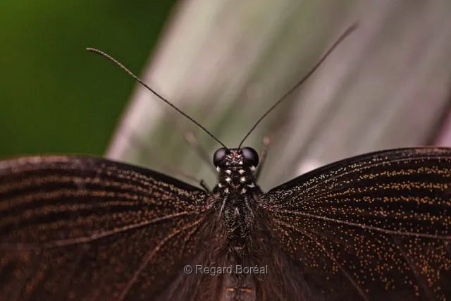 Papillon. Insecte. Nature sauvage. Jardin. Ailes. Plante - Regard Boréal