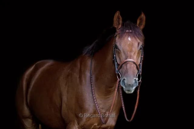 Cheval, Encolure, Équine. Sport. Portrait. Équitation. Quarter Horse. Animal. Équidé - Regard Boréal