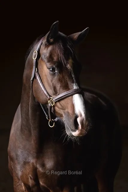 Cheval, Encolure, Équine. Équitation. Animal. Élevage. Équidé - Regard Boréal