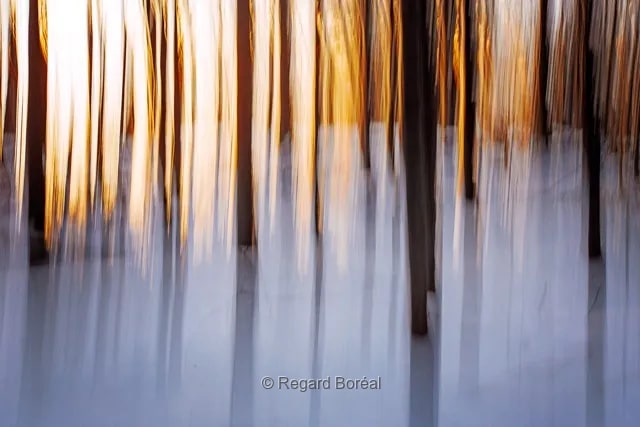 Forêt du Québec. Arbres. Caméra en mouvement. Abstrait. Artistique. Nature - Regard Boréal