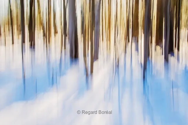 Forêt du Québec. Arbres. Caméra en mouvement. Abstrait. Artistique. Nature - Regard Boréal
