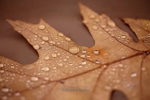 Feuile d'automne. Nature morte. Gouttes d'eau. Automne au Québec. Saison. Chêne - Regard Boréal