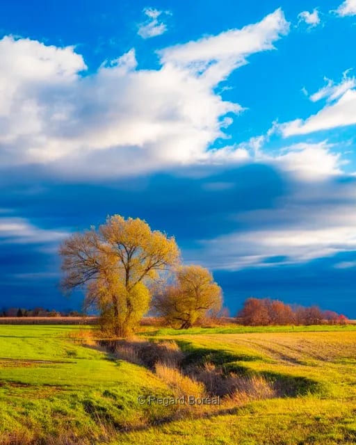 Paysage du Québec. Arbre. Champ. Solitaire. Automne au Québec. Couleurs. St-Damase - Eric Thibault - Regard Boréal