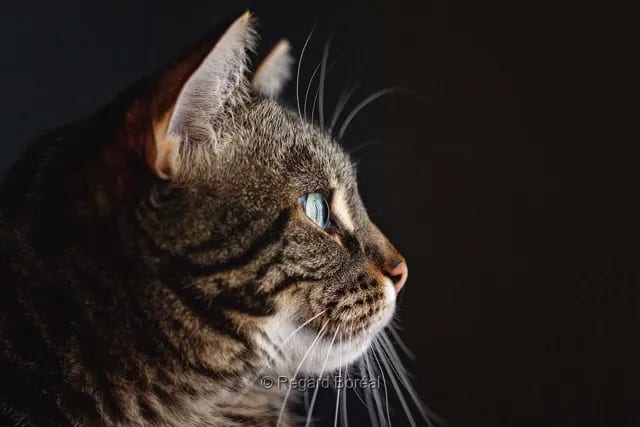 Chat. Félin. Observation. Tigré. Moustache. Curieux - Josée Talbot - Regard Boréal