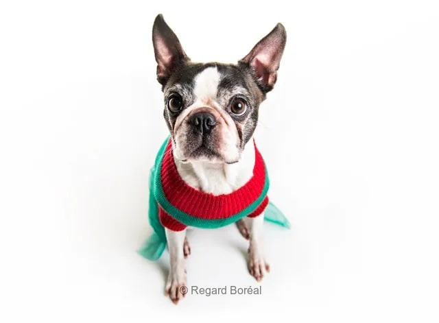 Chien. Costume de Noël. Portrait. Joyeux Noël. Décembre - Regard Boréal