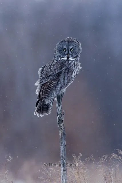 Nature sauvage. Faune du Québec. Oiseau. Chouette Lapone. Automne au Québec. Nature. Forêt de conifères. Bois. Ornithologie. Animal - Anais Trépanier - Regard Boréal