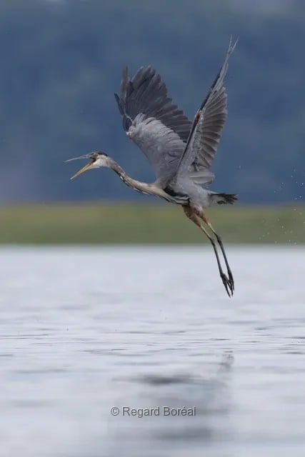 Nature sauvage. Faune du Québec. Oiseau. Grand Héron. Été au Québec. Nature. Ornithologie. Animal. Envol. Lac - Regard Boréal