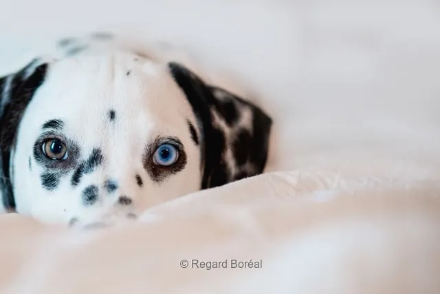 Chien. Animal. Museau. Canin. Compagnon. Dalmatien. Regard. Chien noir et blanc - Béatrice Foord St-Laurent - Regard Boréal