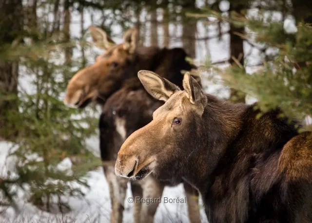 Faune du Québec. Caribous. Nature sauvage. Animaux. Forêt. Cerfs. Habitat naturel. Observation. Hiver au Québec. Nature. Québec. Charlevoix - Regard Boréal