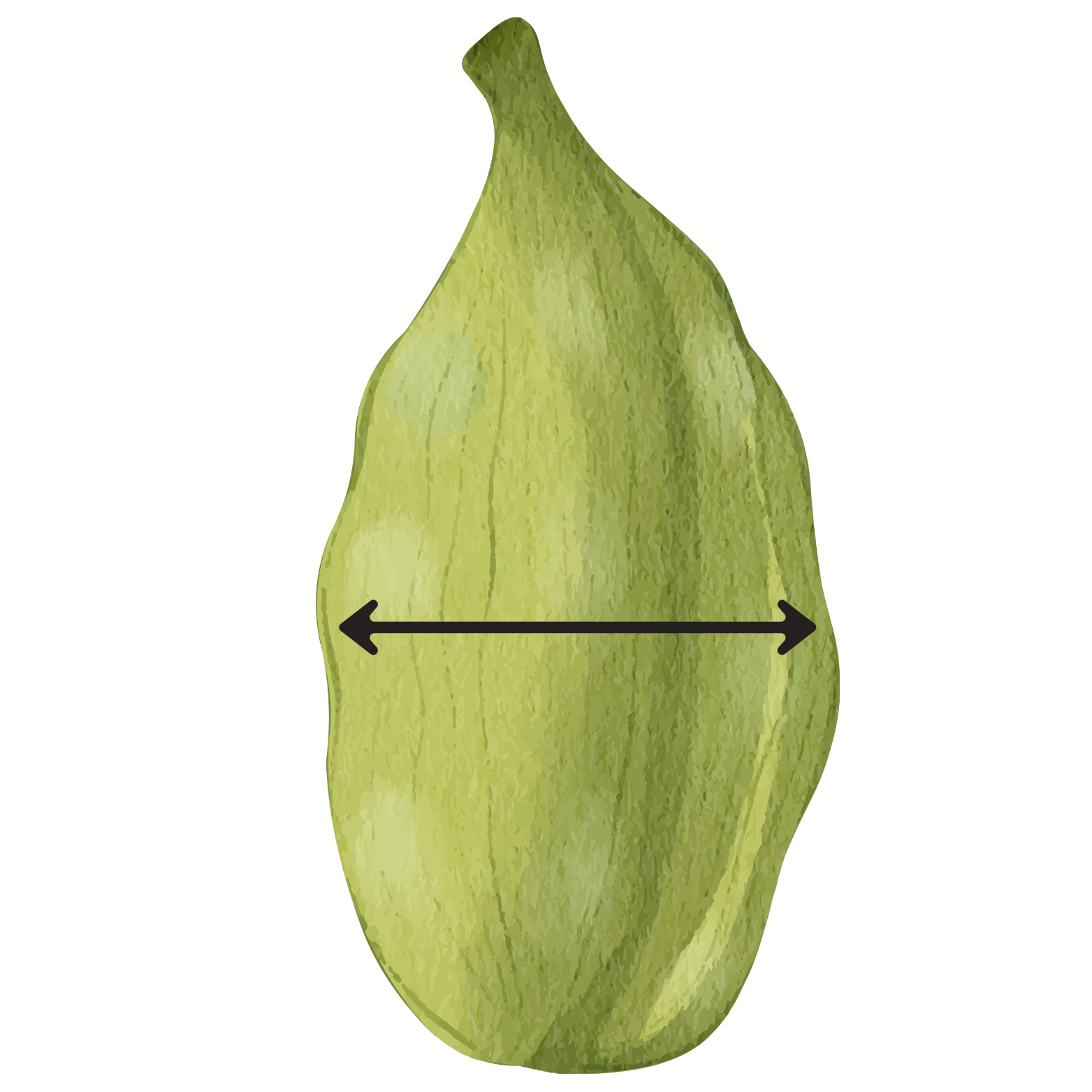 8.5mm Cardamom Grade