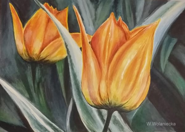 Tulipany
