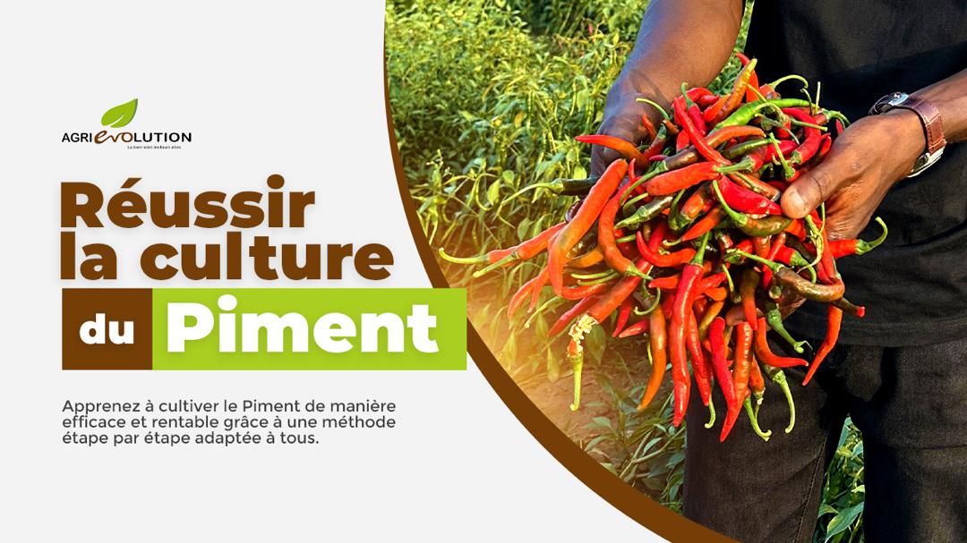 Réussir la Culture du Piment