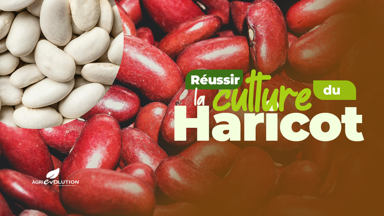 Réussir la Culture du Haricot