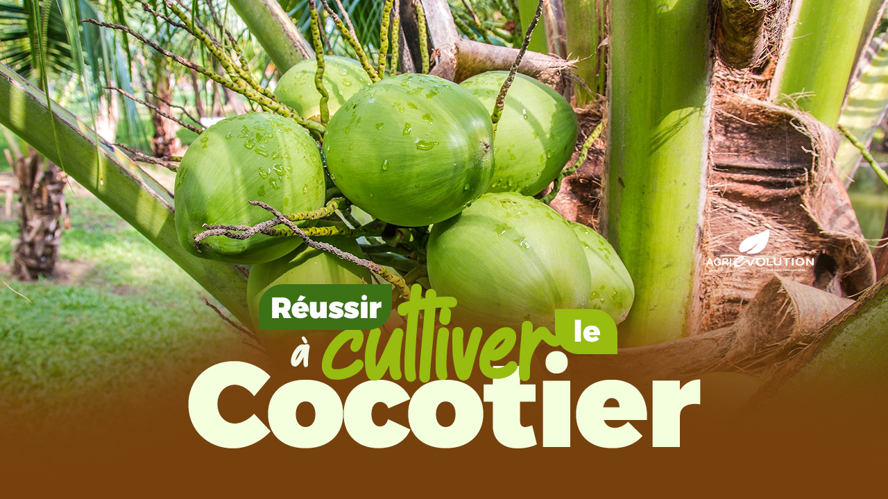 Réussir la Culture du Cocotier