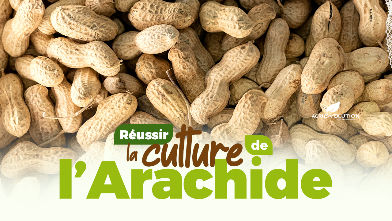 Réussir la Culture de l'Arachide