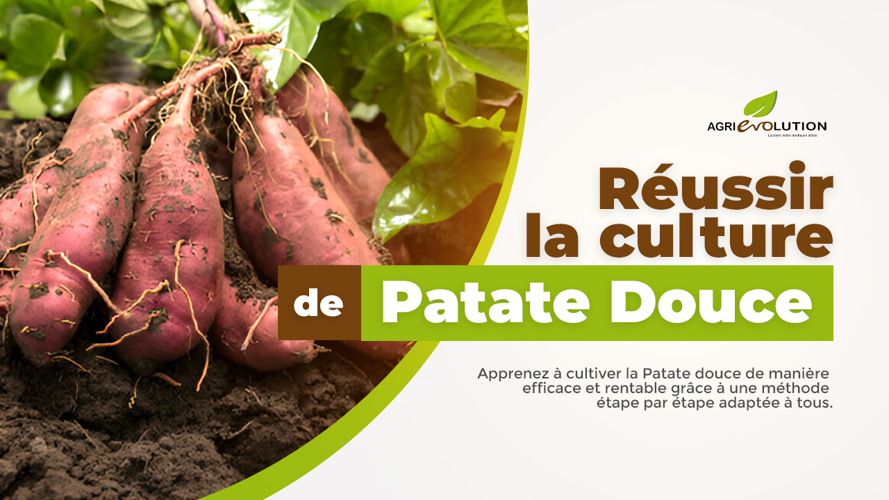 Réussir la Culture de la Patate Douce