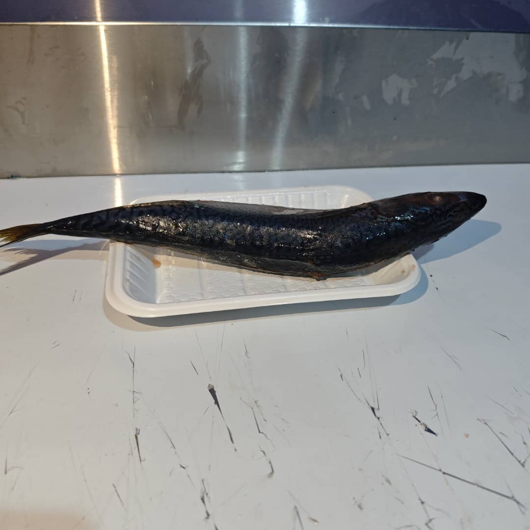 Mackerel Fish (200g-250g)