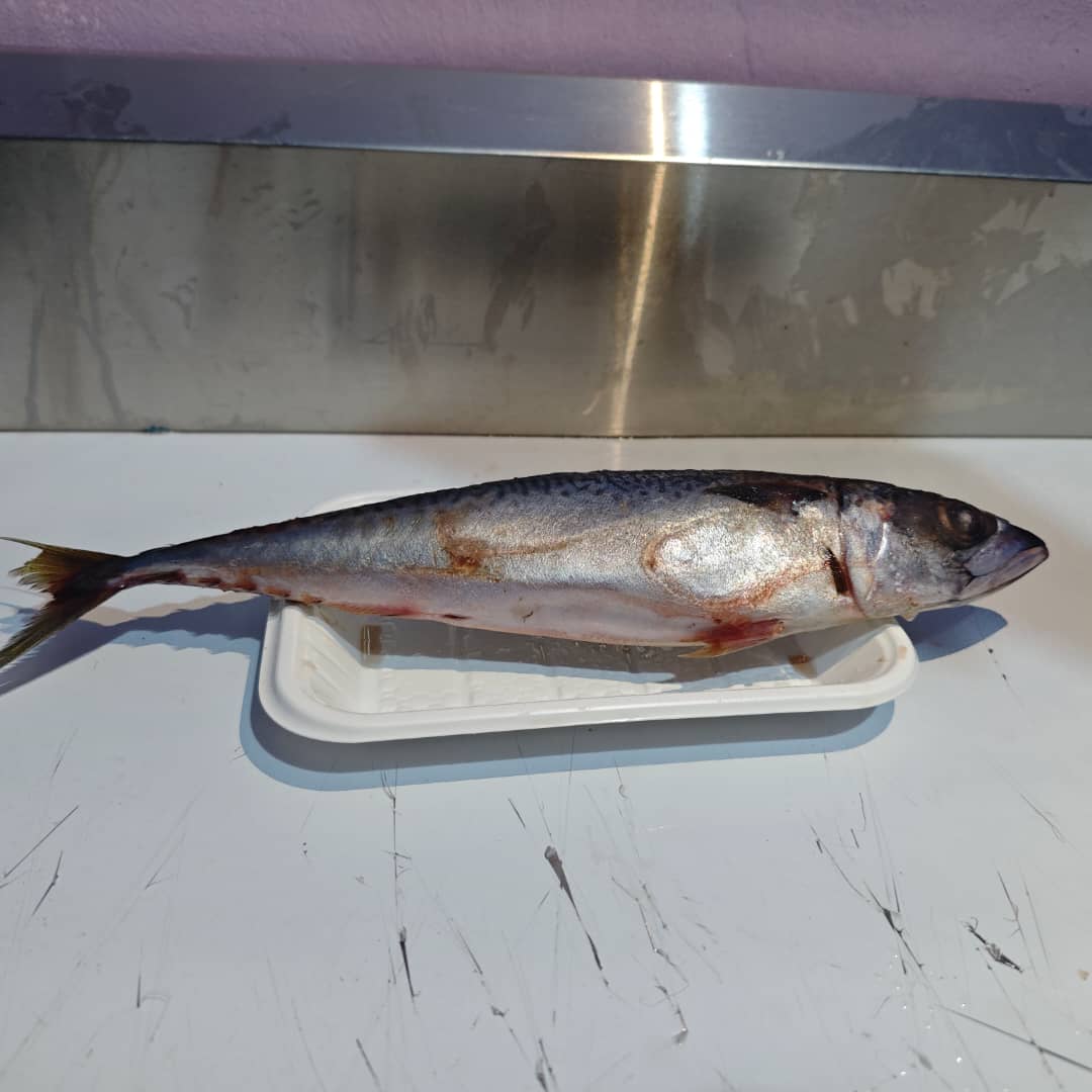 Mackerel Fish (300g-350g)