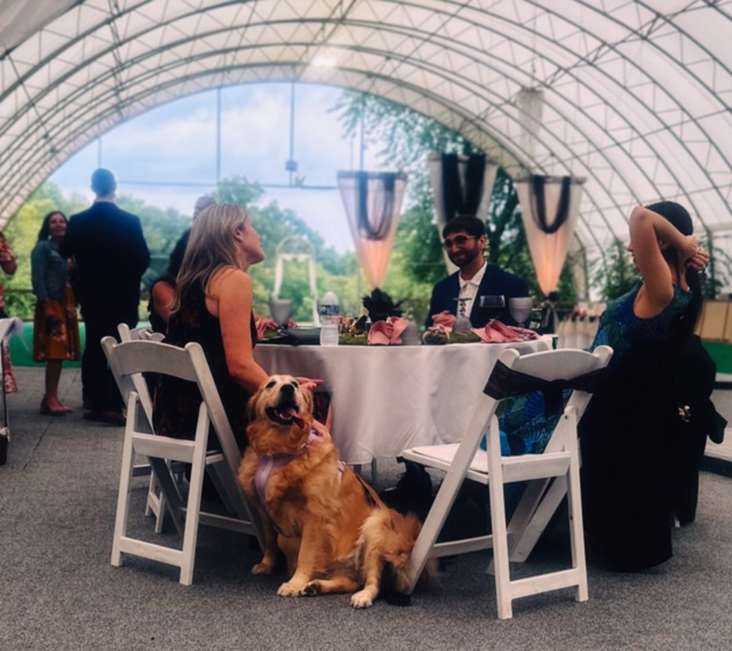 Even the dog dressed up