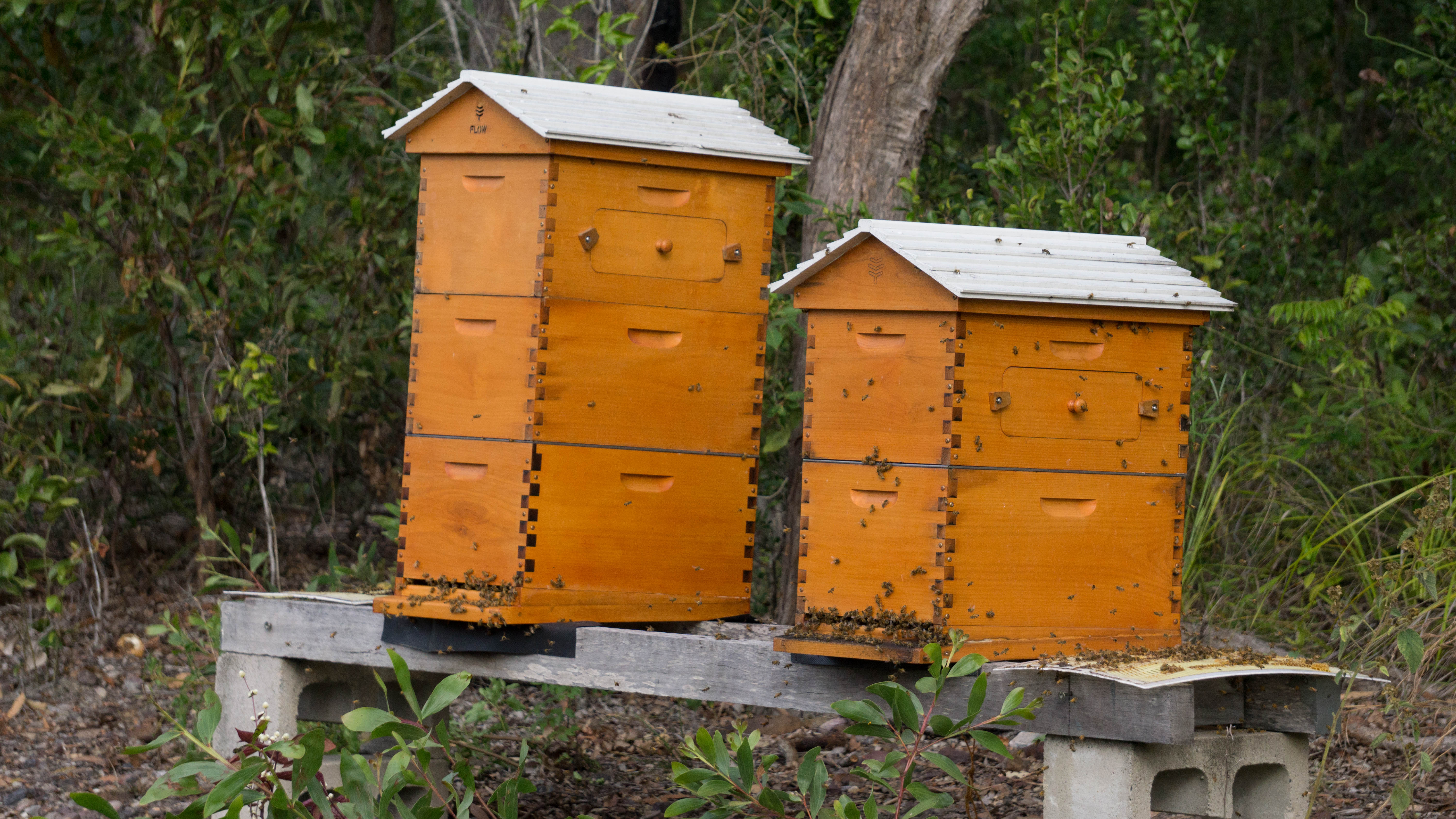 A pair of healthy flow hives in action, Fraser Coast