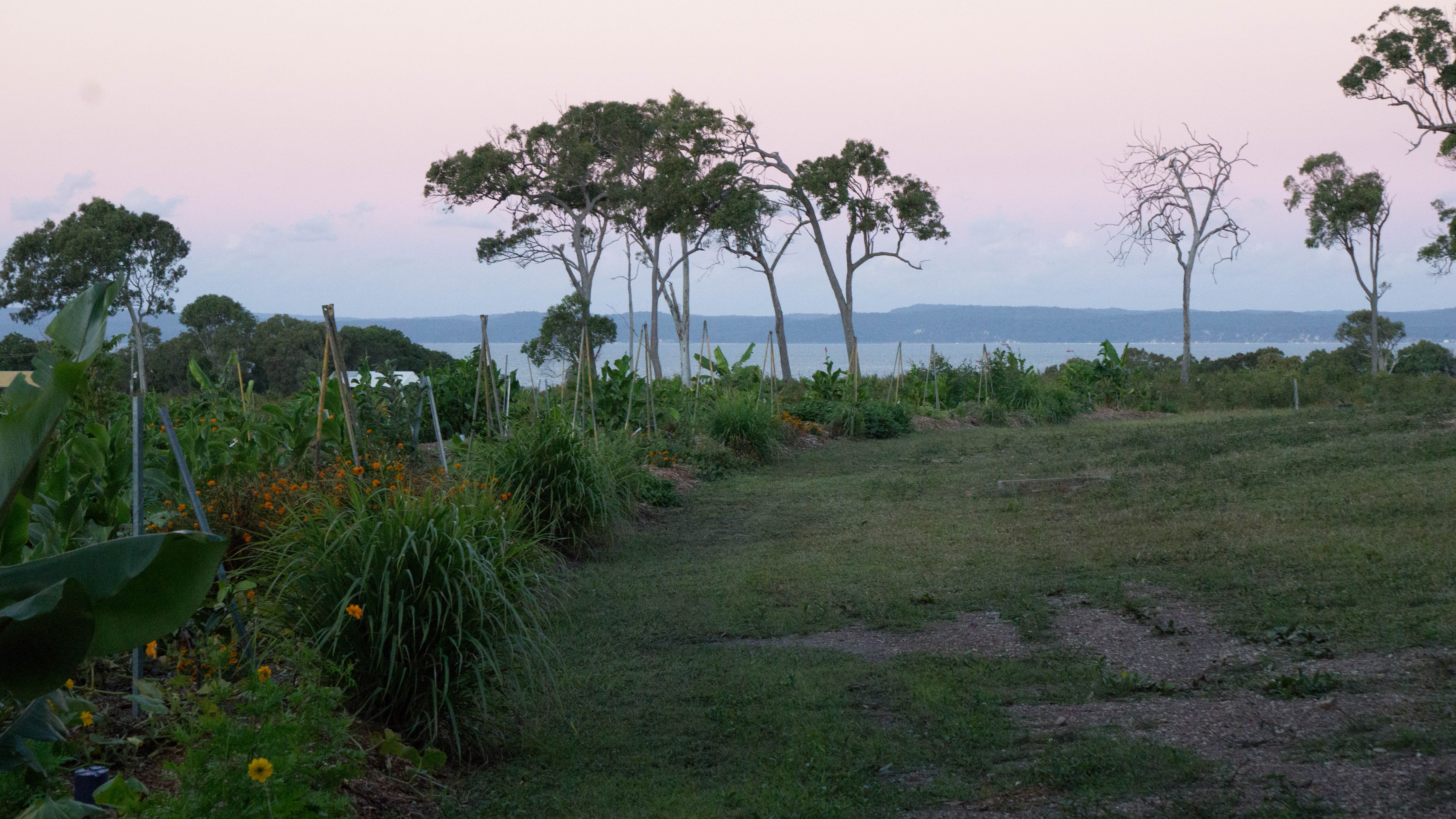 Permaculture market garden, Fraser Coast