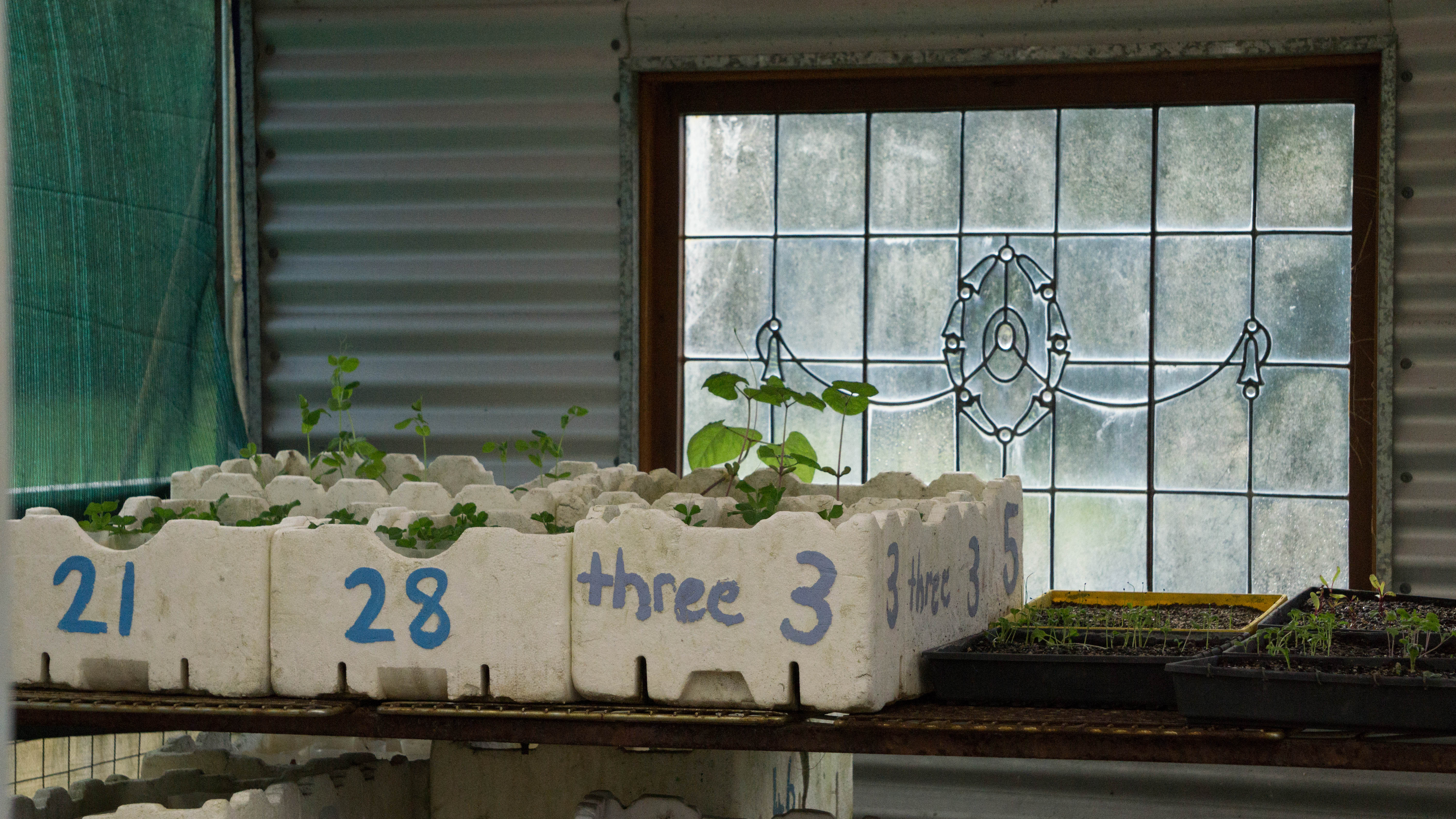 A well organised propagation glasshouse, Fraser Coast