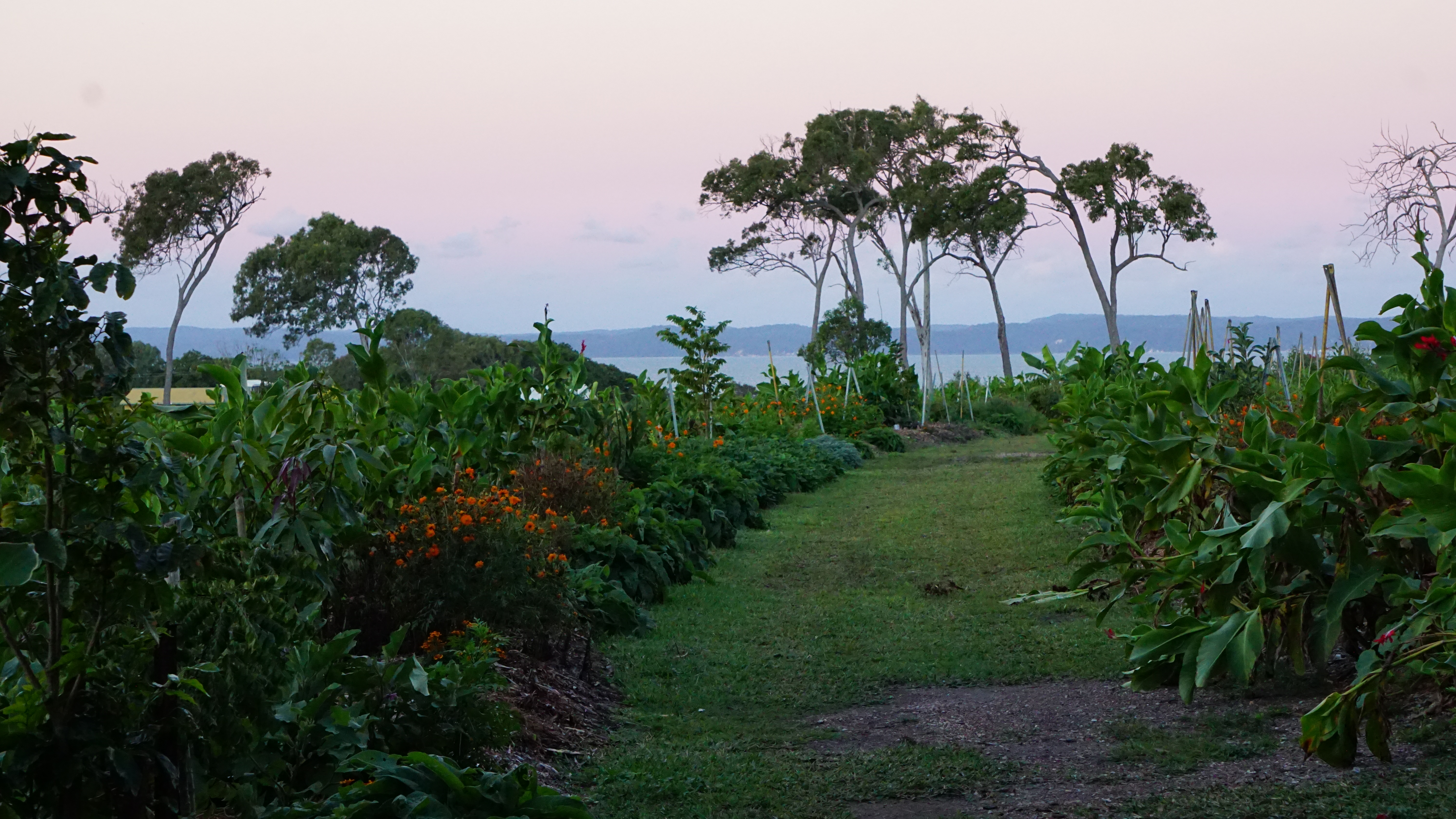 Market Garden Rows
