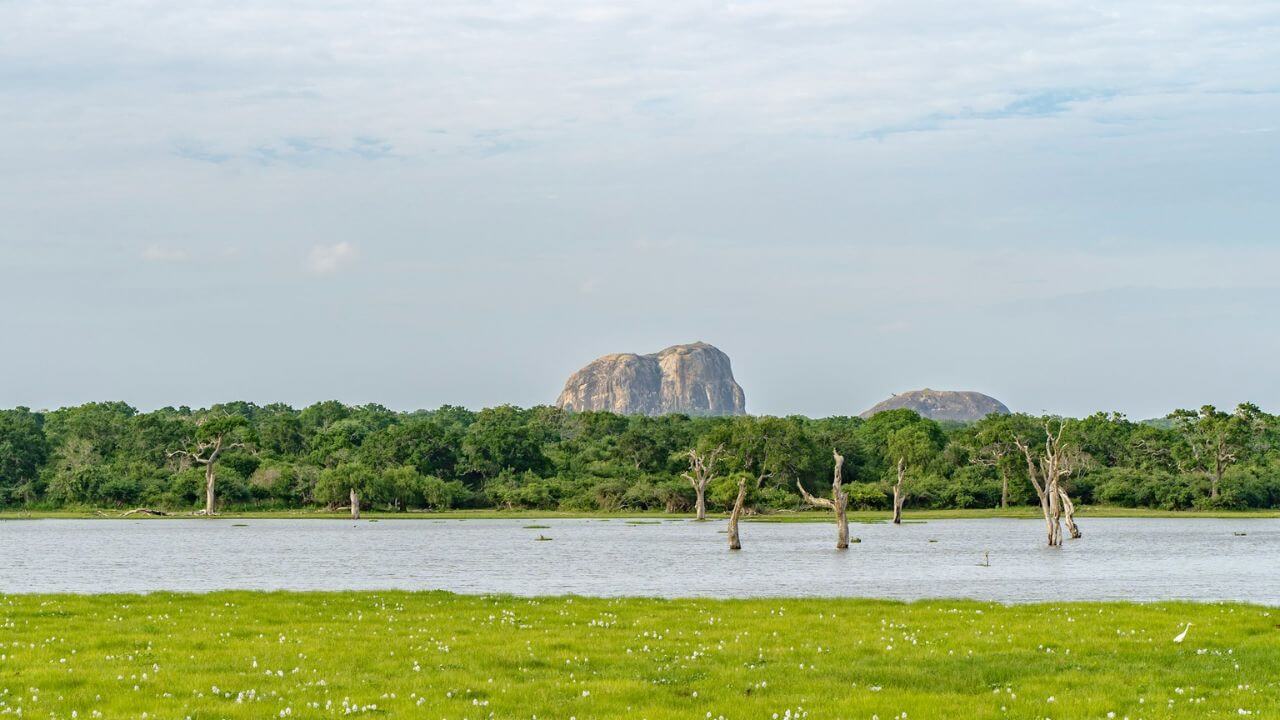 credit-unsplash national park in srilanka credit-unsplash national park in srilanka