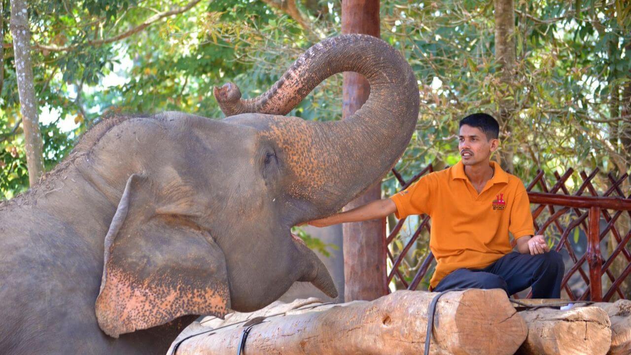 photo credit-pixabay pinnawala elephant orphanage photo credit-pixabay pinnawala elephant orphanage