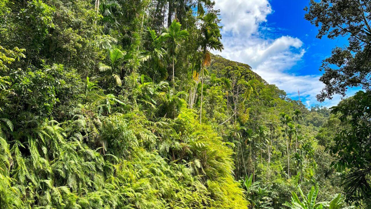 credit-unsplash sinharaja forest srilanka
