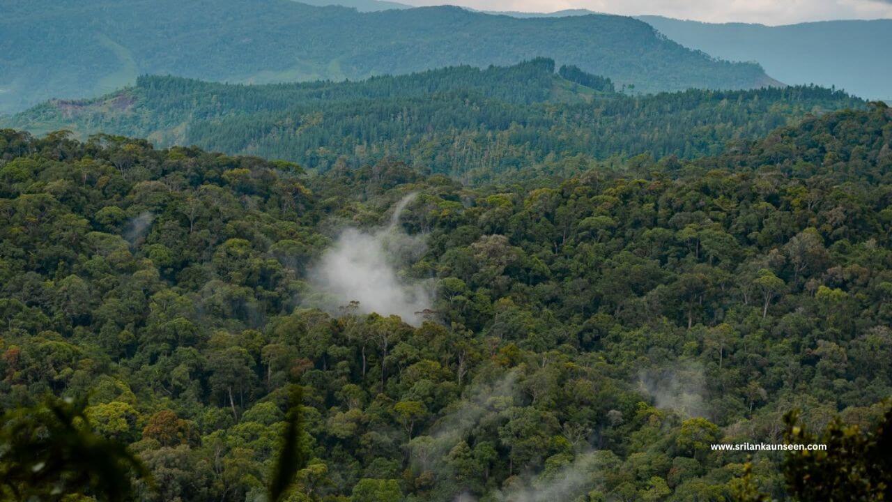 sinharaja forest srilanka-photo credit@ceylonvacationtour sinharaja forest srilanka-photo credit@ceylonvacationtour
