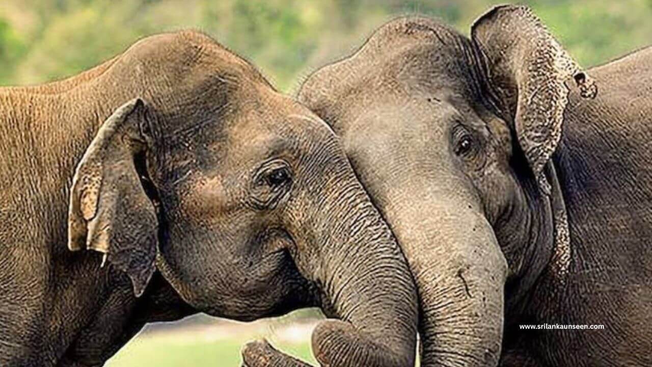 panamure elephant camp photo credit@otherwayroundtravel panamure elephant camp photo credit@otherwayroundtravel