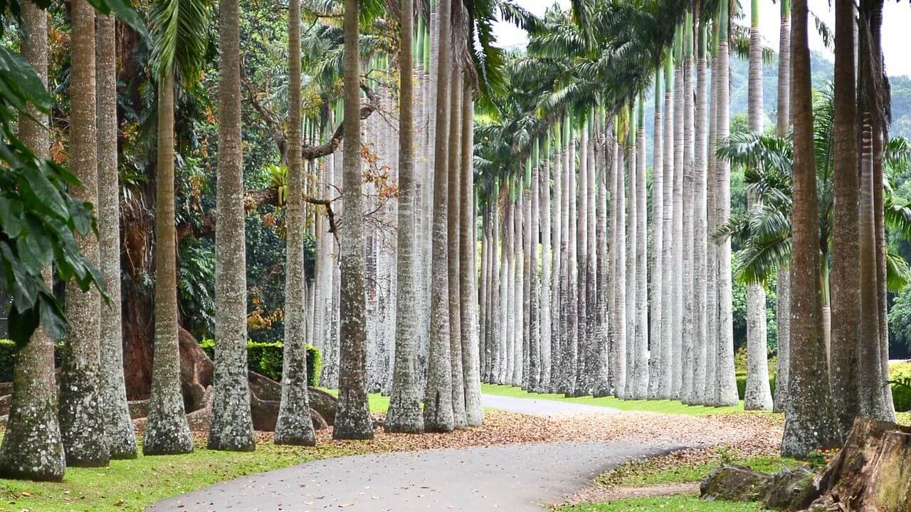 credit-pixabay peradeniya botnical garden credit-pixabay peradeniya botnical garden