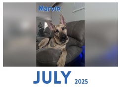 April 2025 - March 2026 Paw Print Dog Calendar - discounts and promo ...