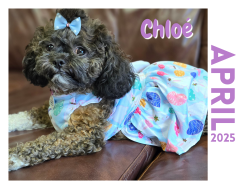 April 2025 - March 2026 Paw Print Dog Calendar - discounts and promo ...