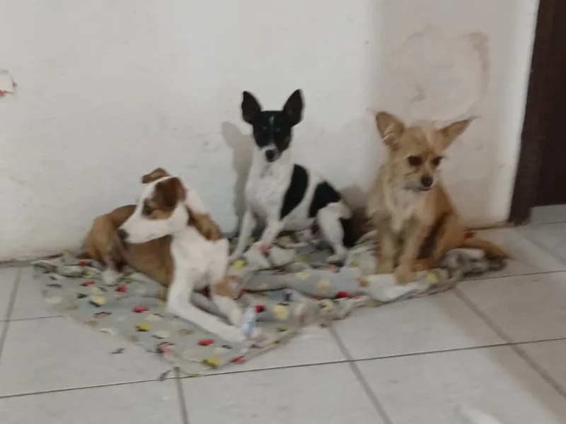 Buesito color vaquita