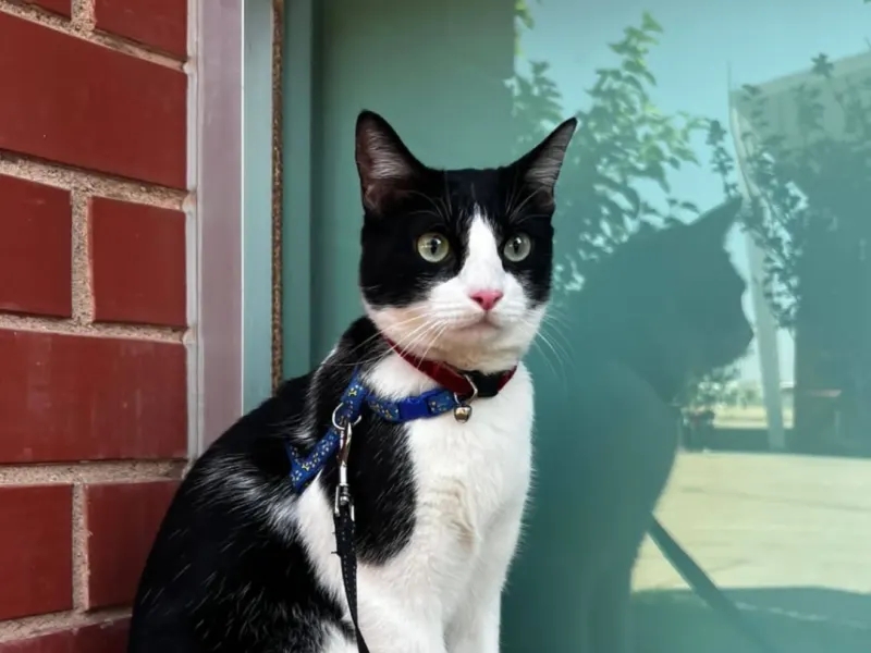 Gata